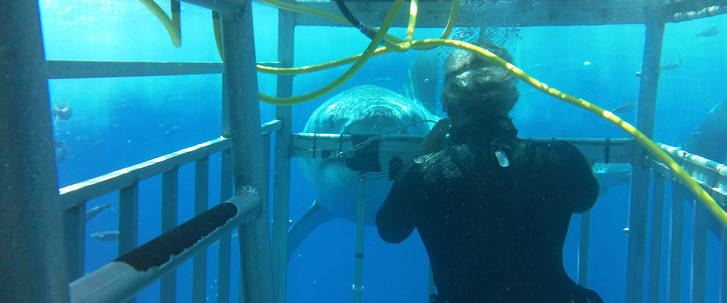 Swimming with Great White Sharks