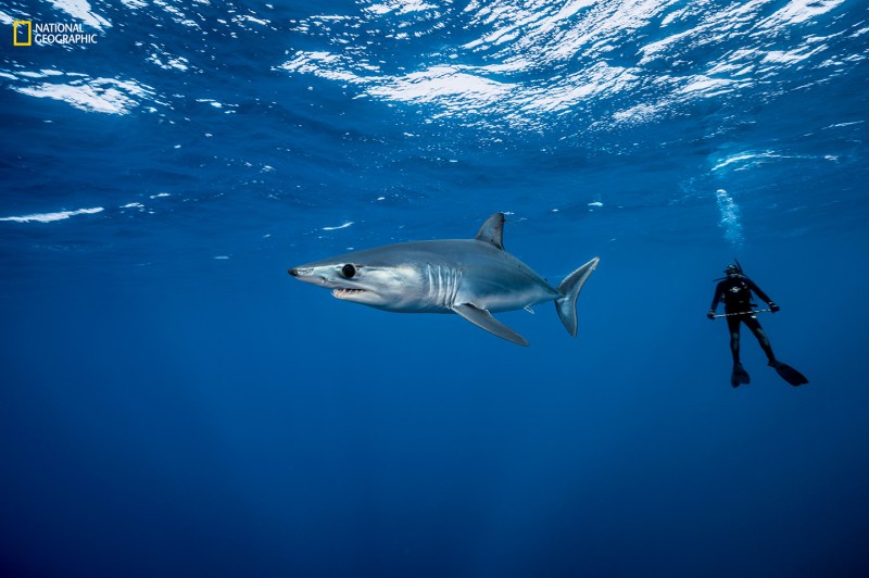Shortfin Mako Shark
