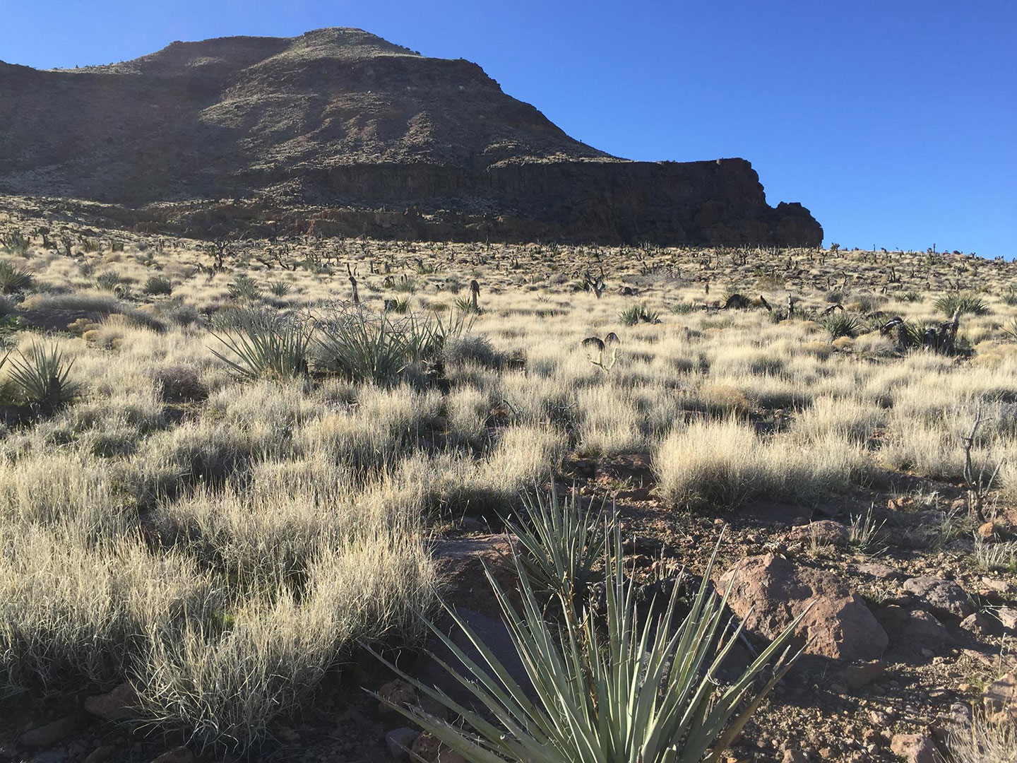 Mojave Desert