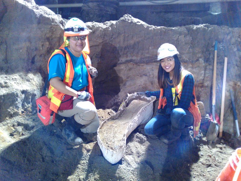 Fossils discovered during LA subway construction