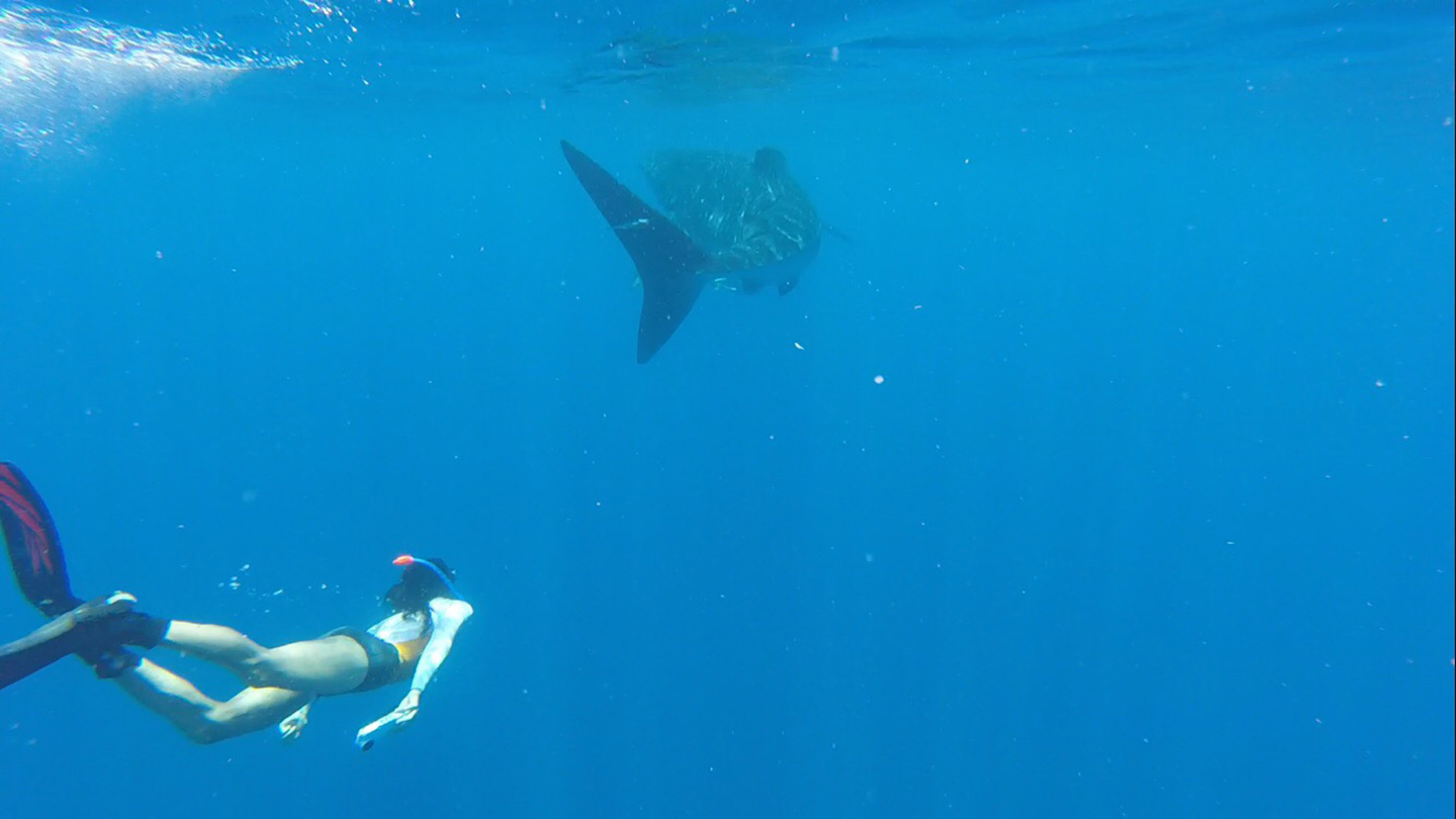Diving with sharks