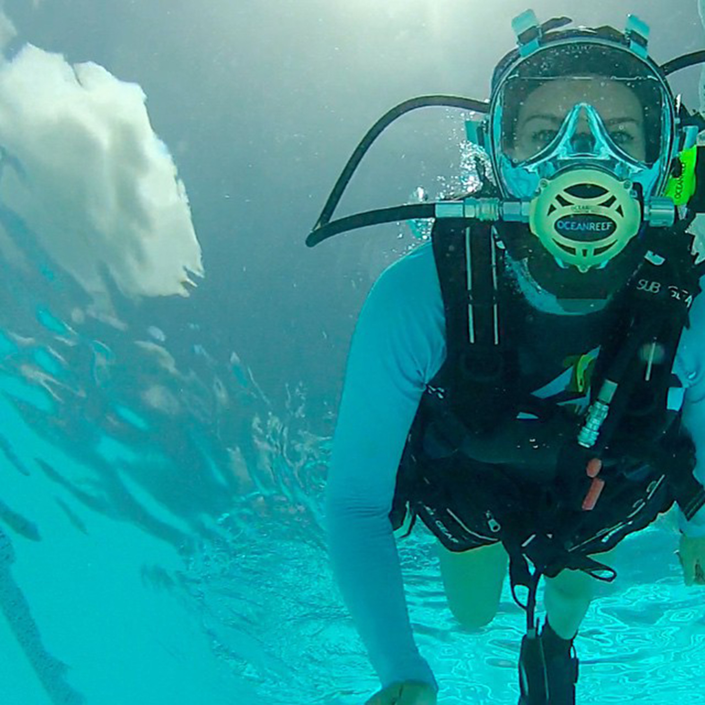 Diving with sharks