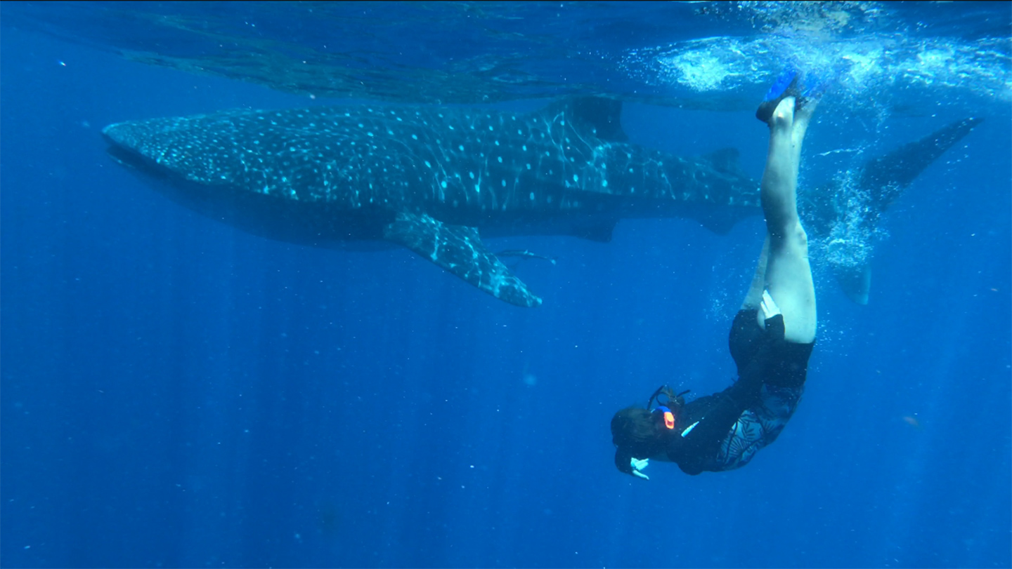 Diving with sharks