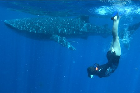 Diving with sharks