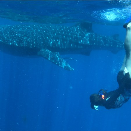 Diving with sharks