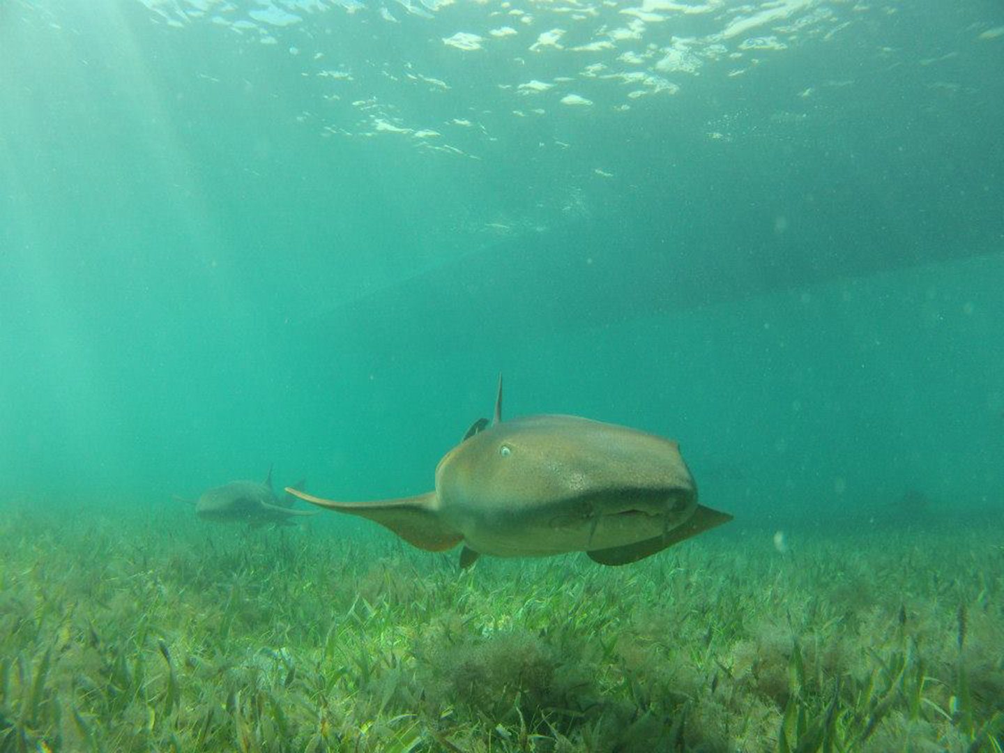 Diving with sharks