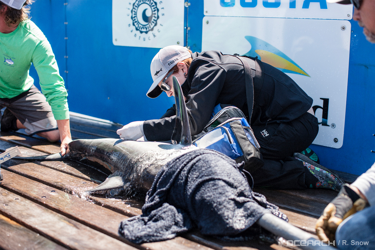 Tracking Great White Sharks