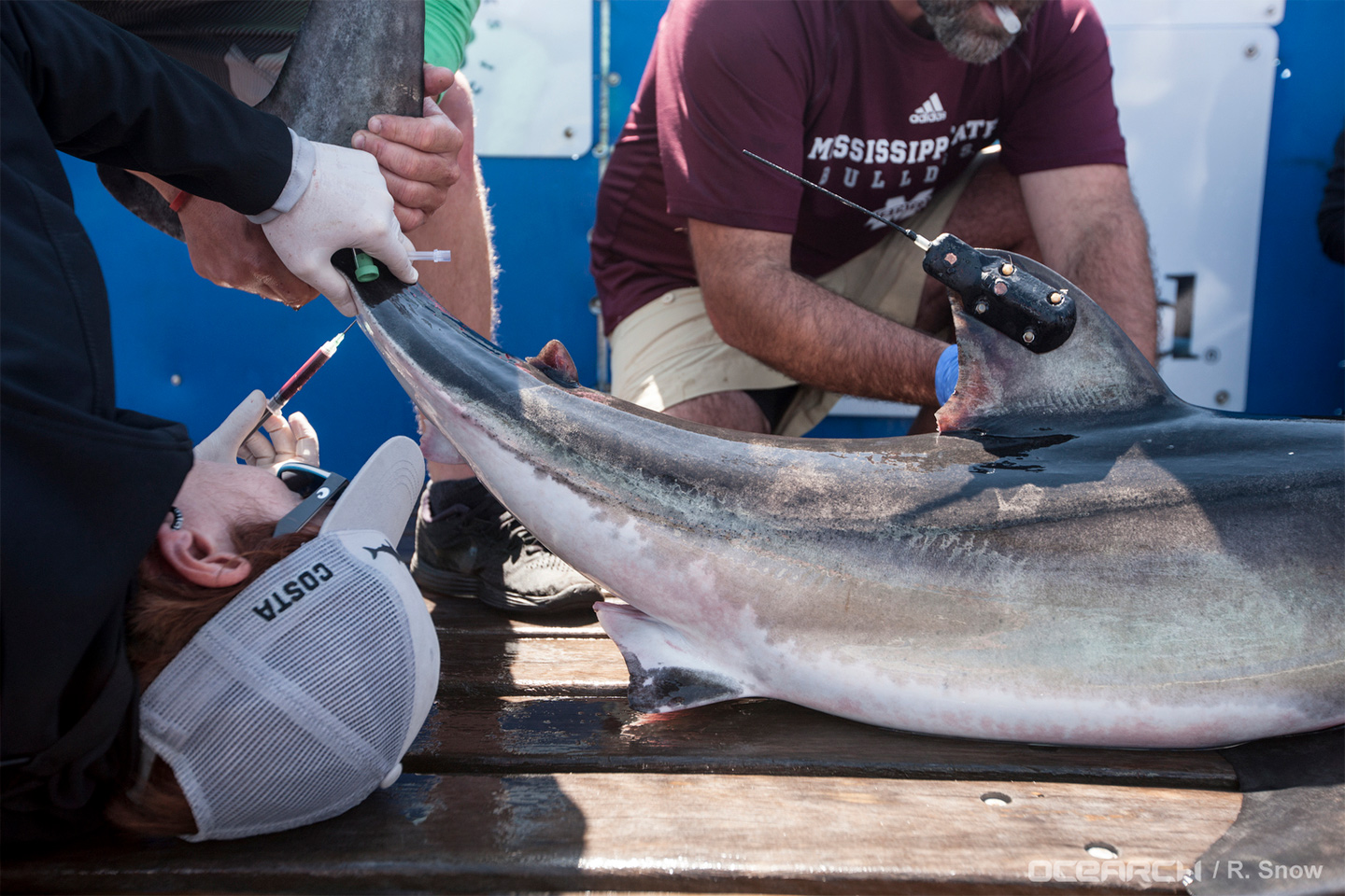 Tracking Great White Sharks