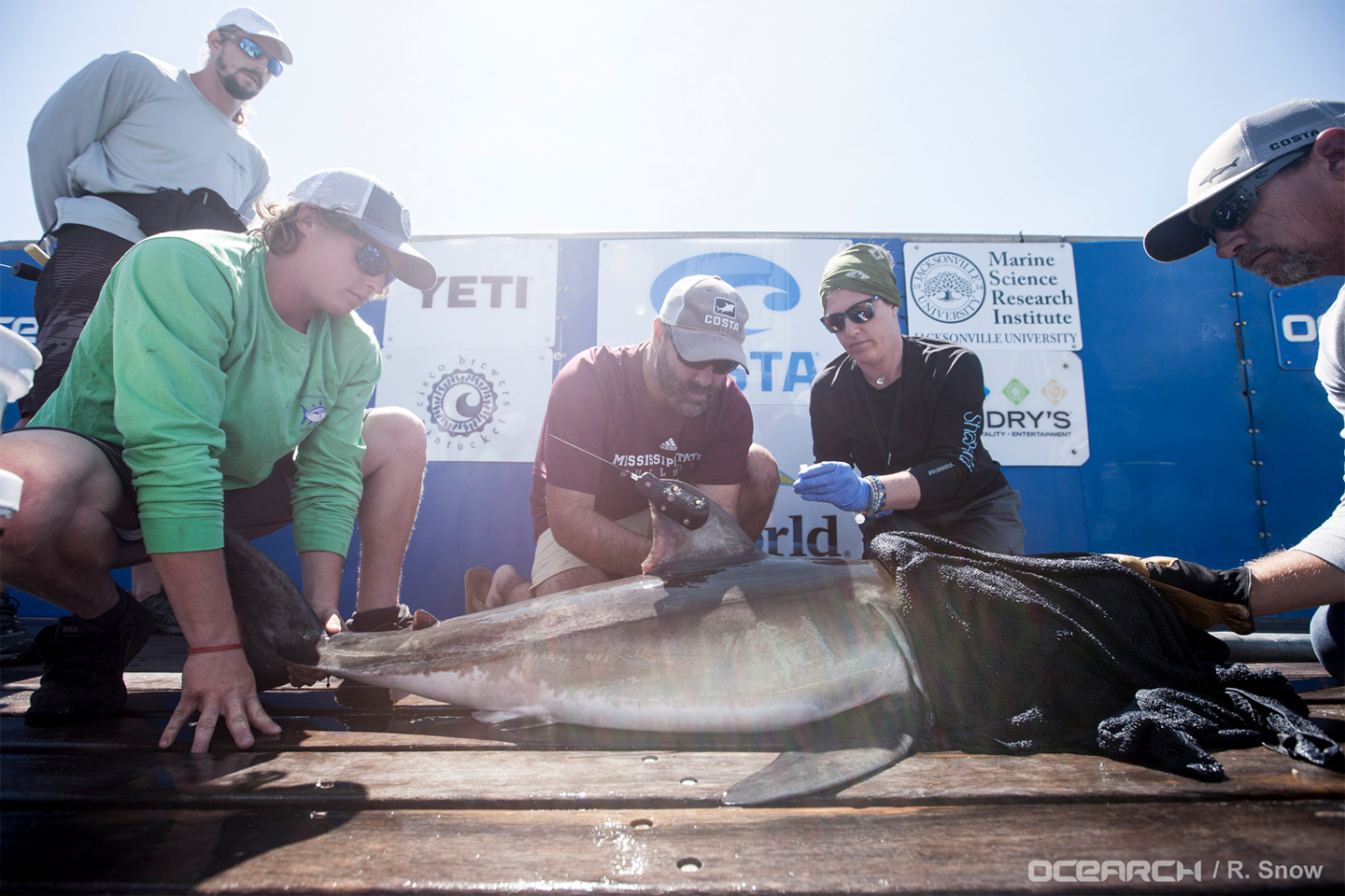 Tracking Great White Sharks