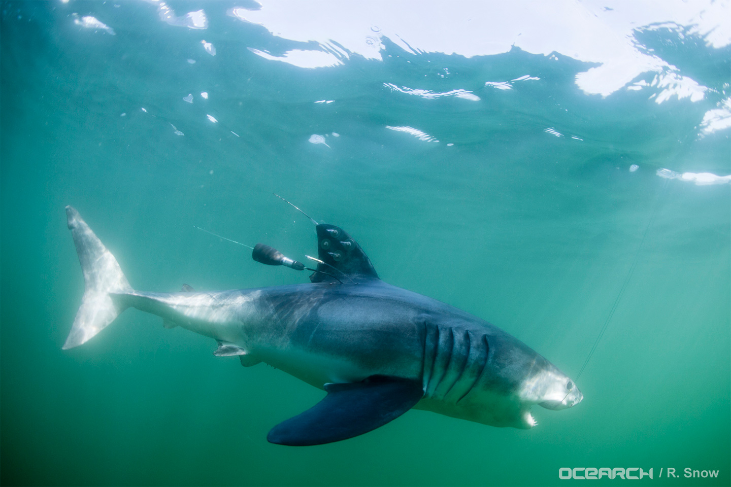 Tracking Great White Sharks