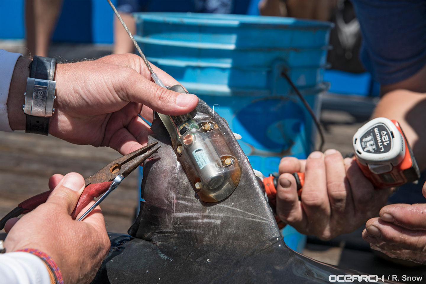 Tracking Great White Sharks