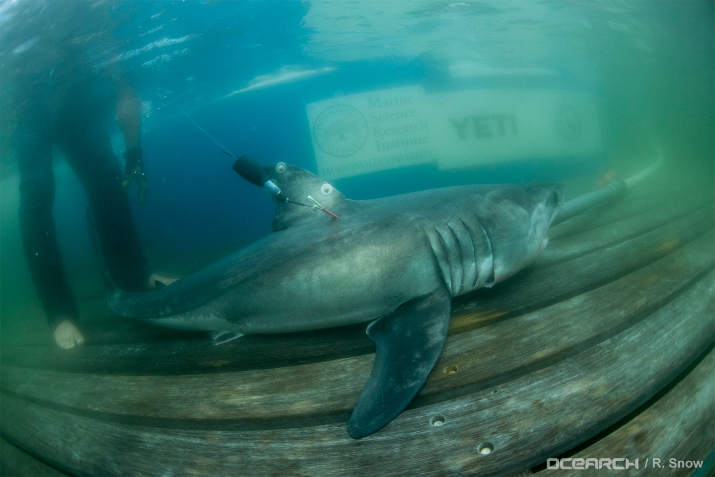 Tracking Great White Sharks