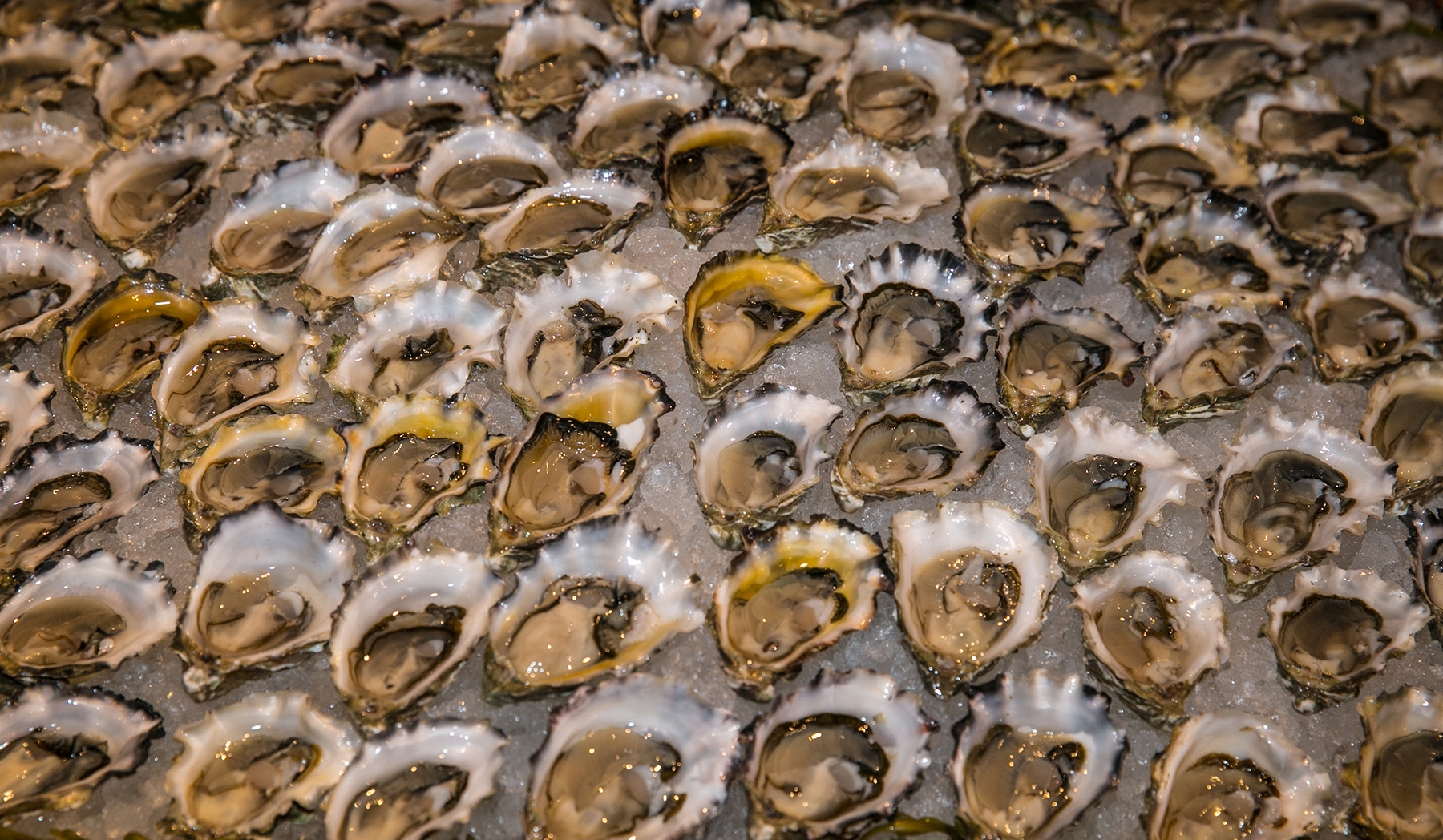 Food and Beer Pairing with Harpoon's Brewmaster