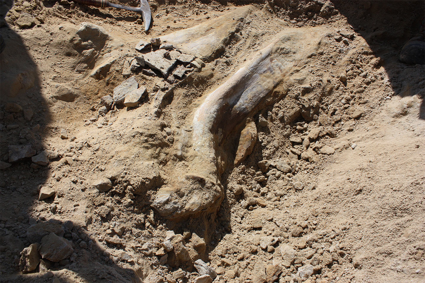 Rare Triceratops Skeleton