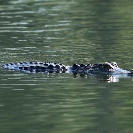 Alligators Can and Will Eat Sharks, New Evidence Shows