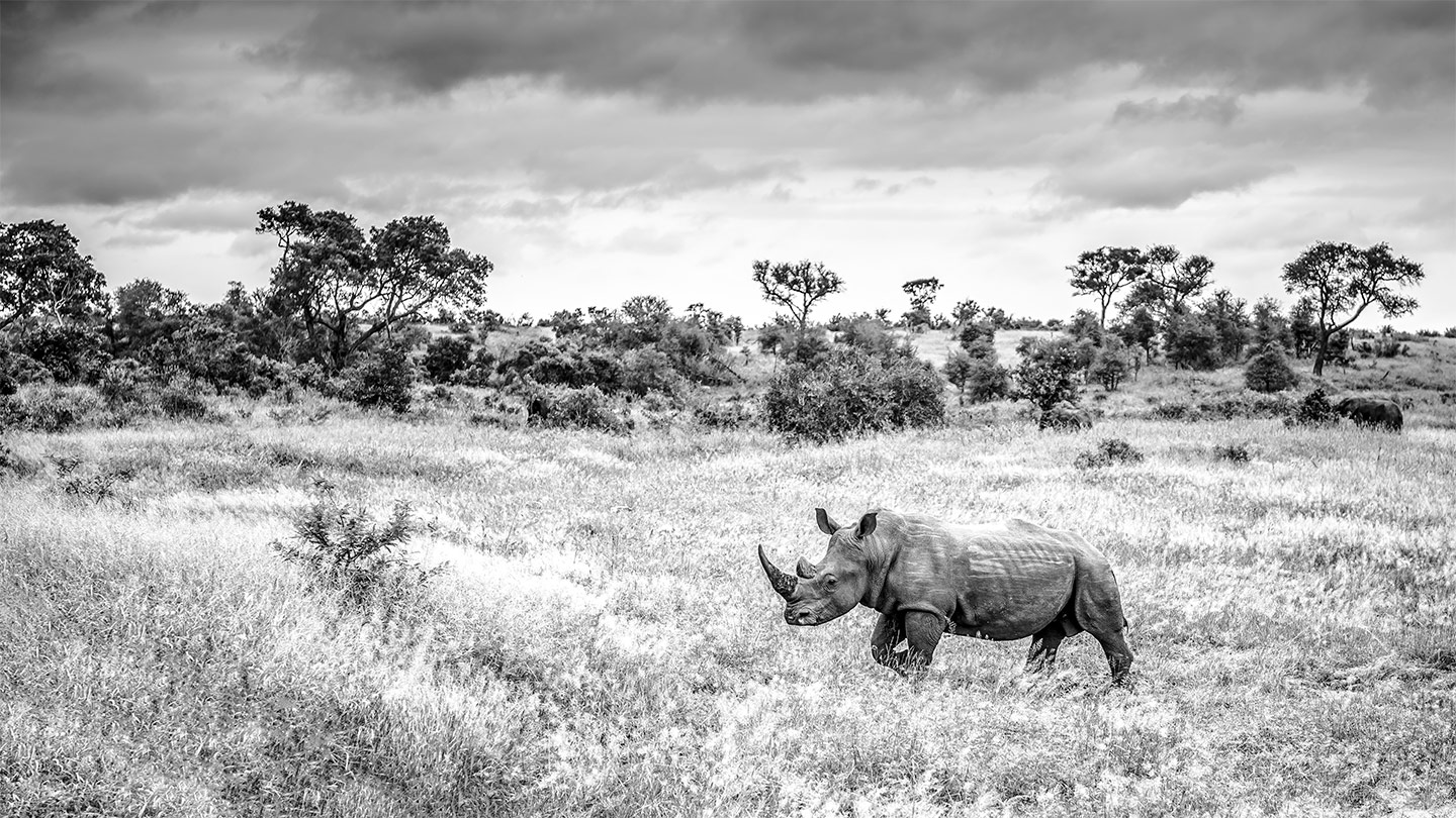 Sony World Photography Awards Open Entries