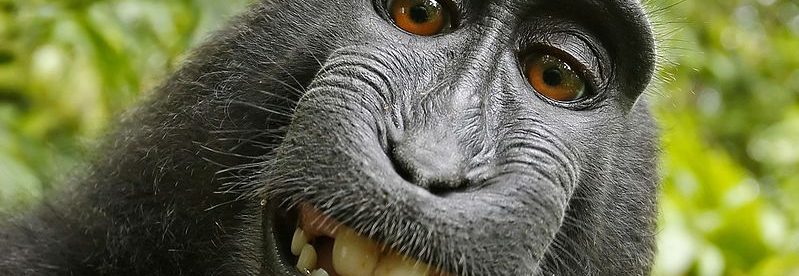 PETA, British Photographer Reach Settlement in Simian Selfie Suit