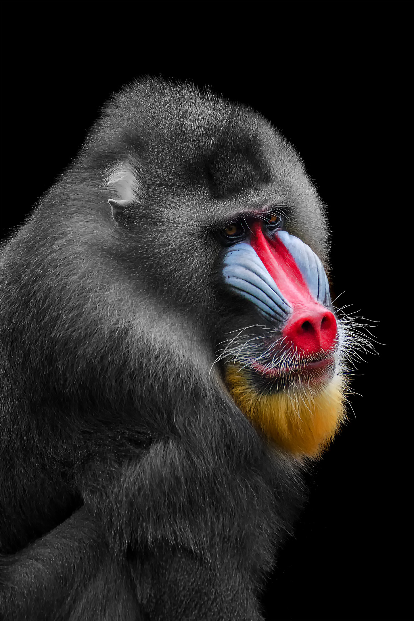 Sony World Photography Awards Open Entries