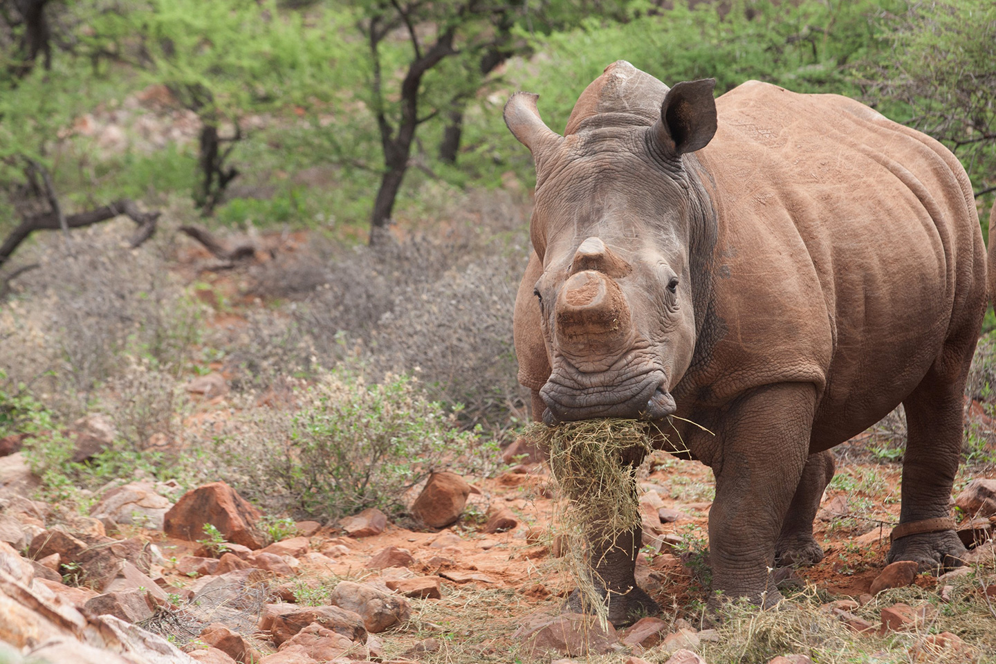 Meet Ryan Tate, the Ex-Marine Fighting African Poaching One Tusk at a Time