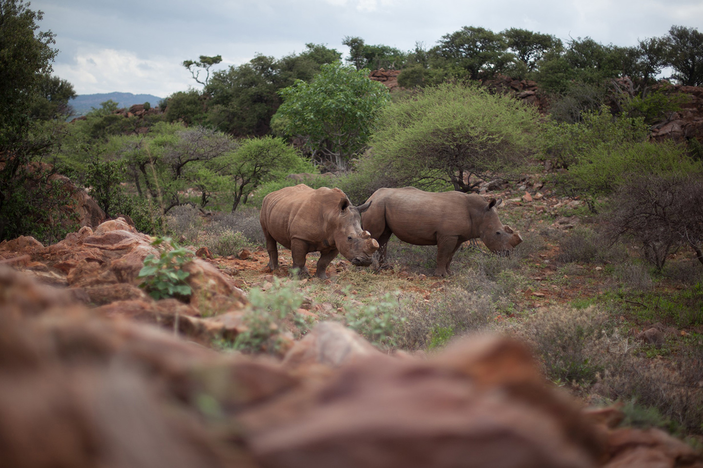 Meet Ryan Tate, ex-Marine Fighting African Poaching One Tusk at a Time
