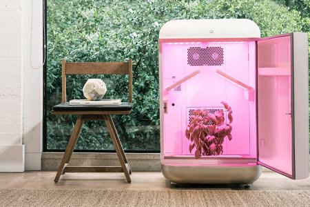 marijuana, hydroponics, cannabis