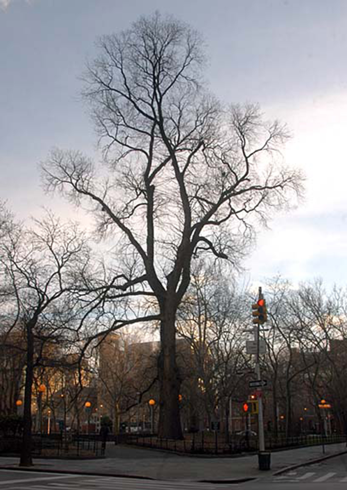 Hangman's Elm tre