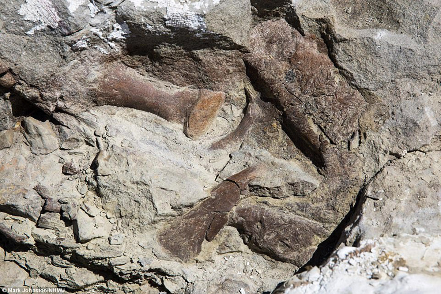 complete tyrannosaur fossil