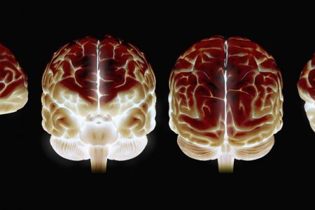 Four illuminated models of the human brain. (Science Picture Co/Getty.)