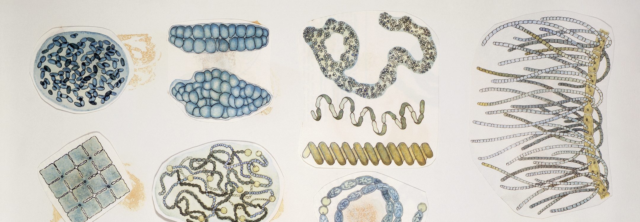 Close-up of a group of bacterias  (Photo by De Agostini Picture Library/De Agostini/Getty Images)