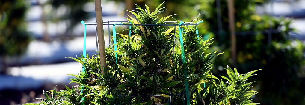 Pueblo County is one of the only places in Colorado that allows for commercial cannabis grows outside, such as the marijuana farm Los Sueños Farms LLC. (Vince Chandler / The Denver Post)