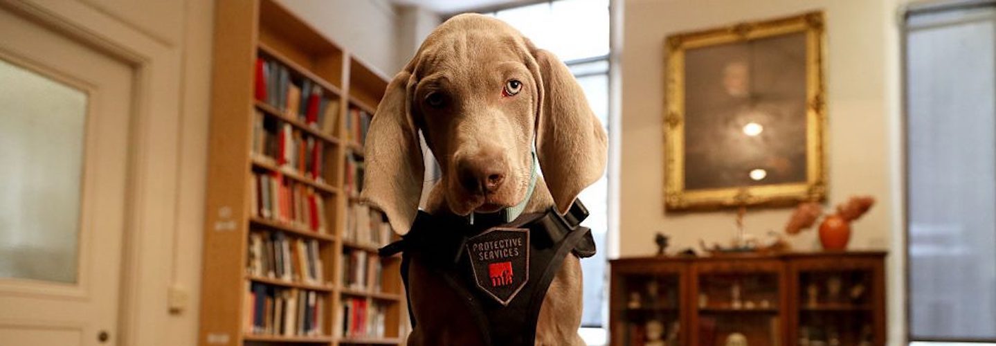 Boston Museum of Fine Arts Tasks Puppy With Preserving Priceless Art