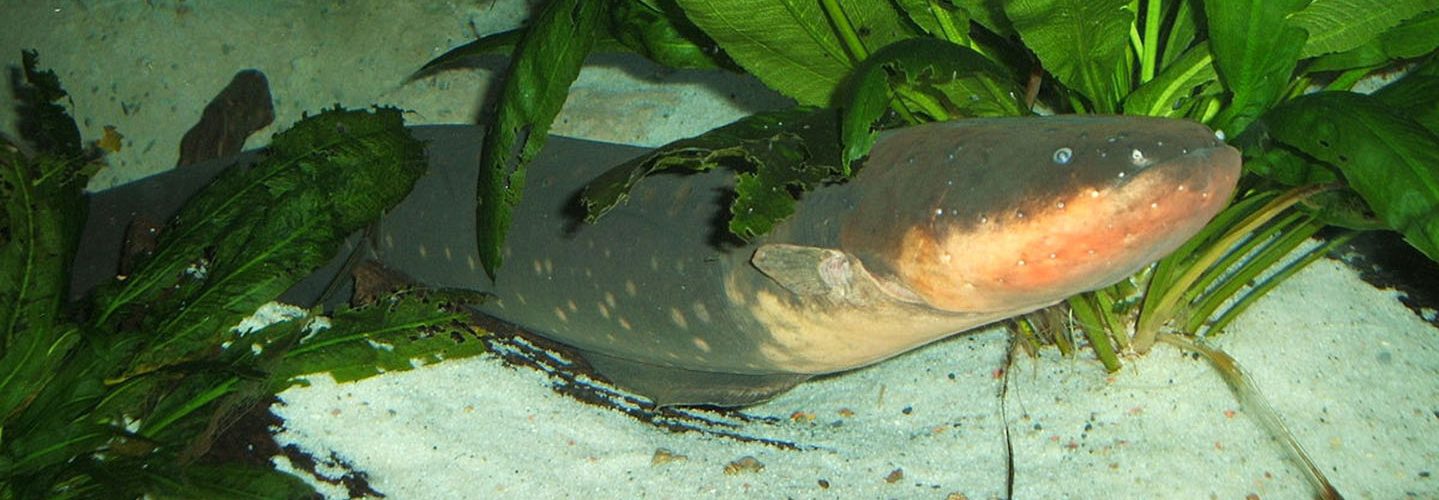 Electric eel.