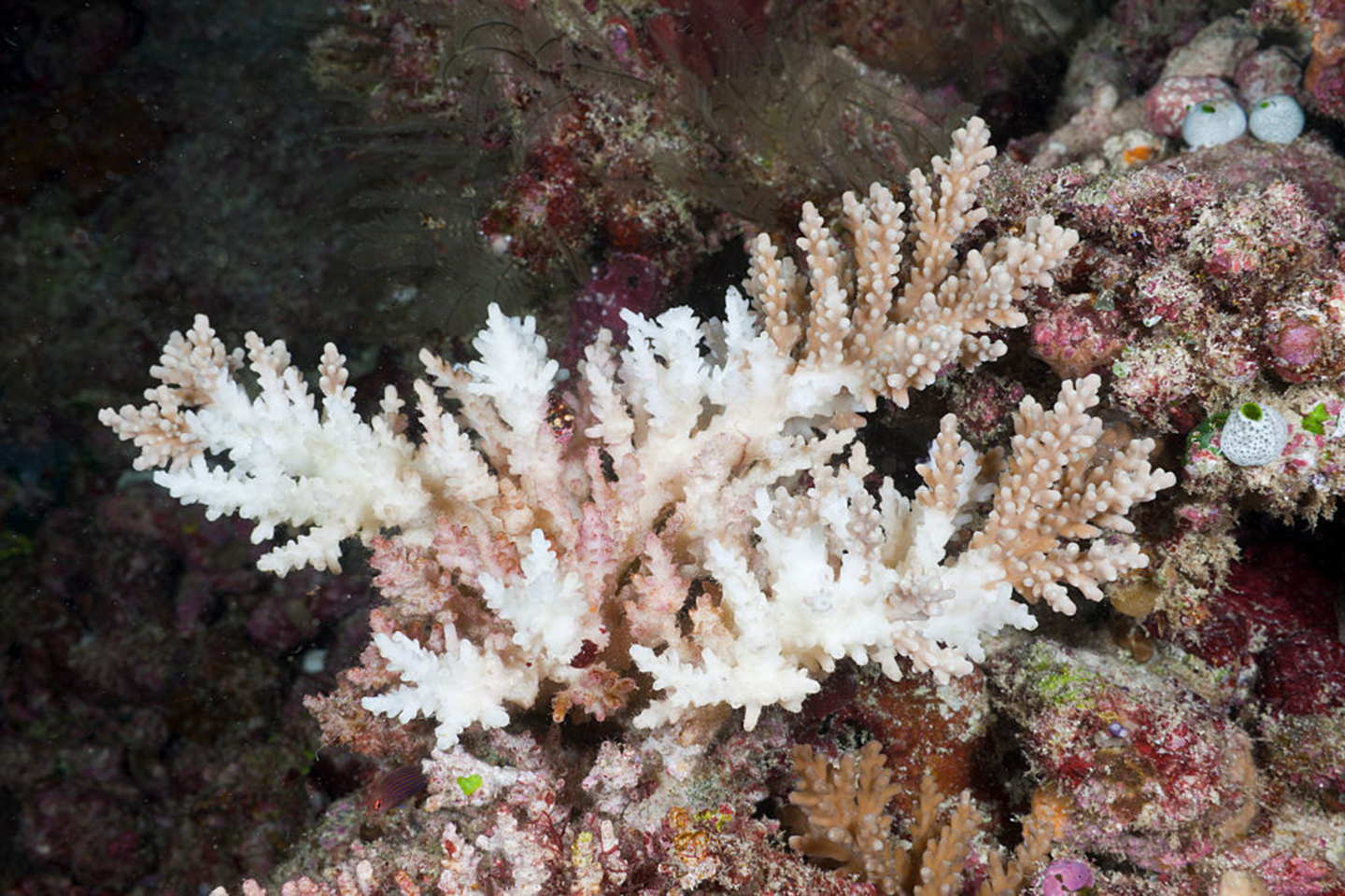 Bleached coral