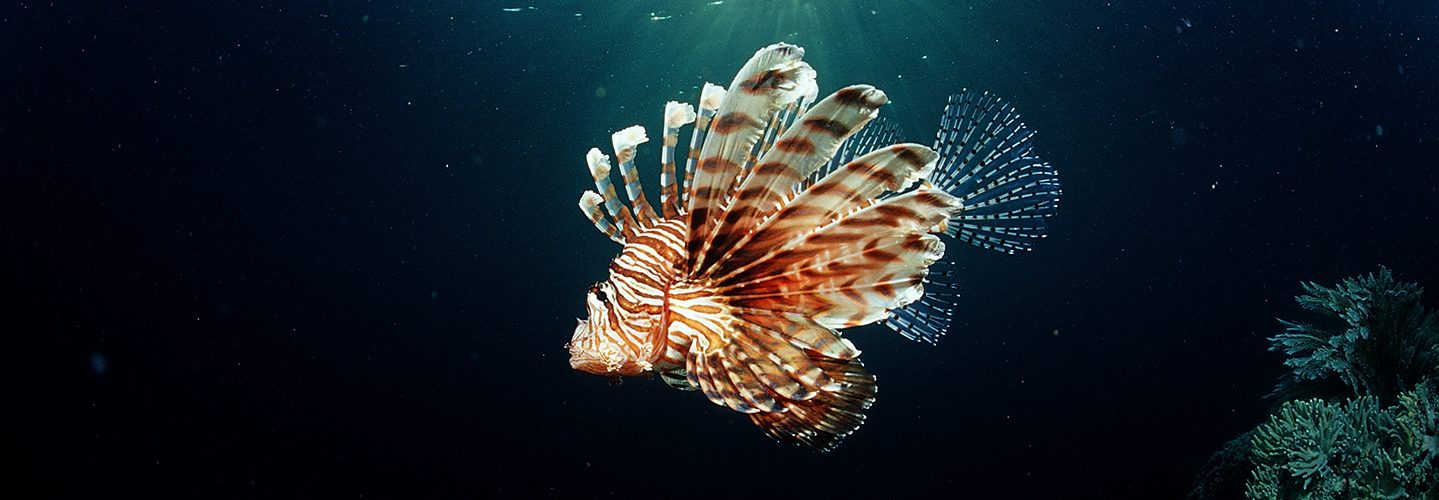 Lionfish, turkeyfish and coral reef, Pterois volitans, Indonesia, Raja Ampat, Irian Jaya, West Papua, Indian Ocean.  (Reinhard Dirscherl/ullstein bild via Getty Images)