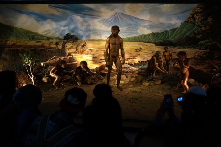 homo erectus