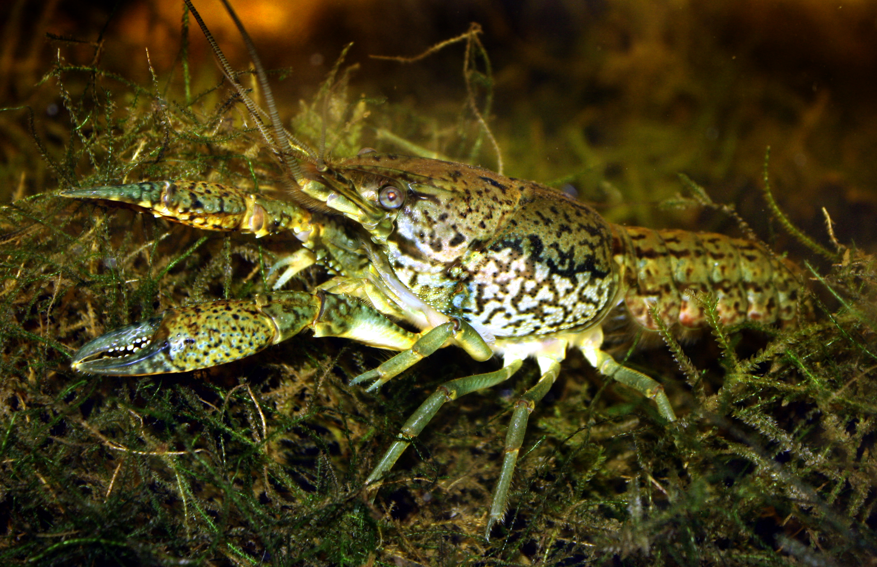 crayfish