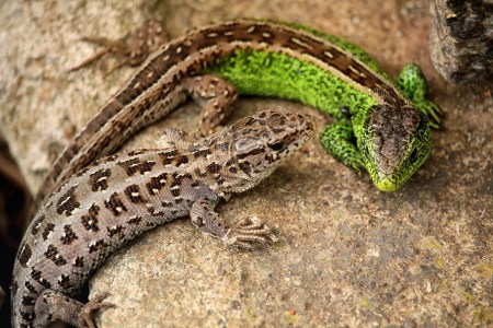 Lizards Snakes Alligators