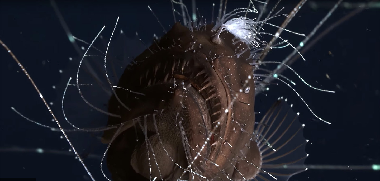 Deep sea angler fish mating ritual (Science Magazine/YouTube)