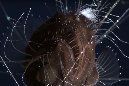 Deep sea angler fish mating ritual (Science Magazine/YouTube)