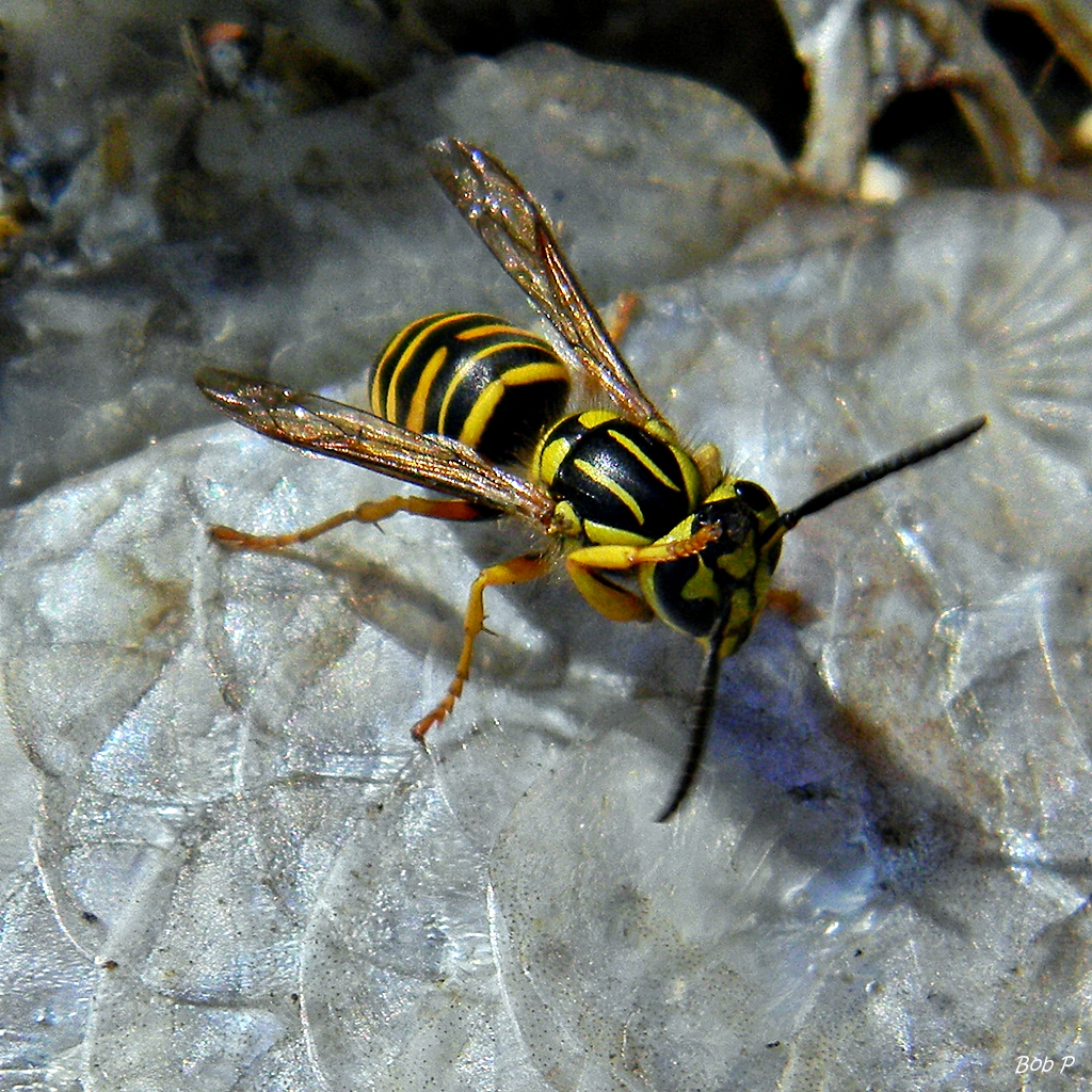 bee