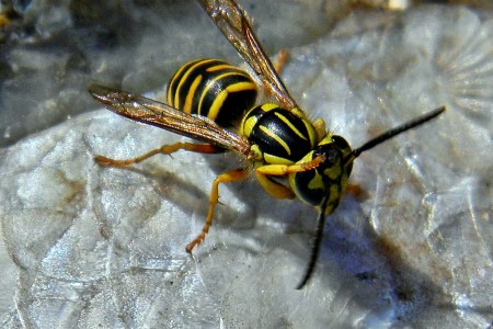 bee