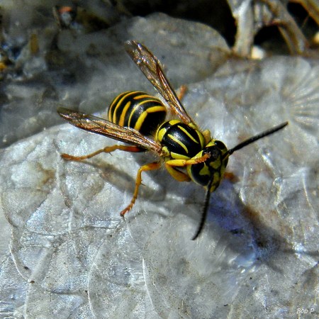 bee