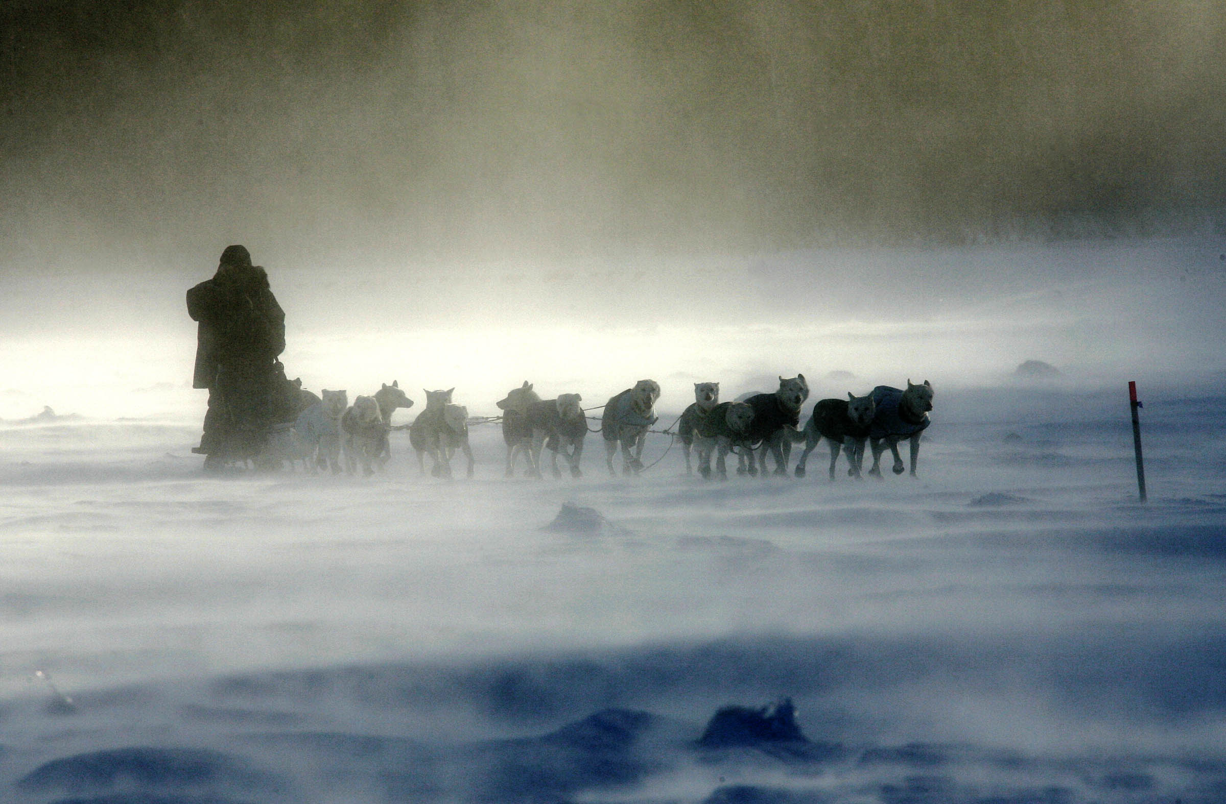 iditarod