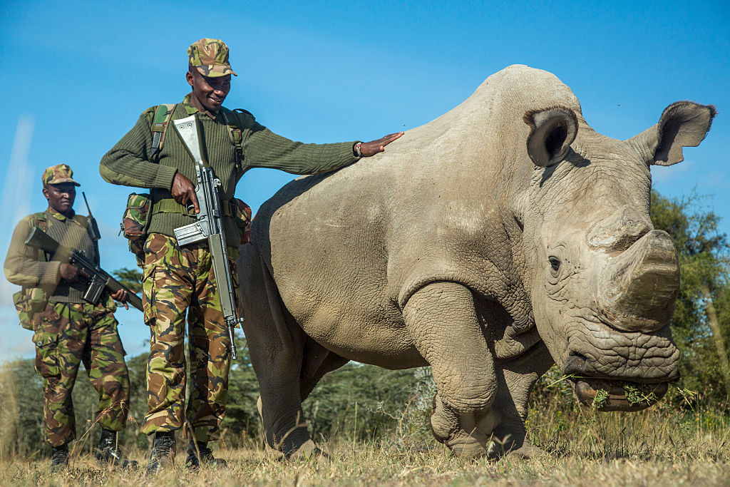 rhino