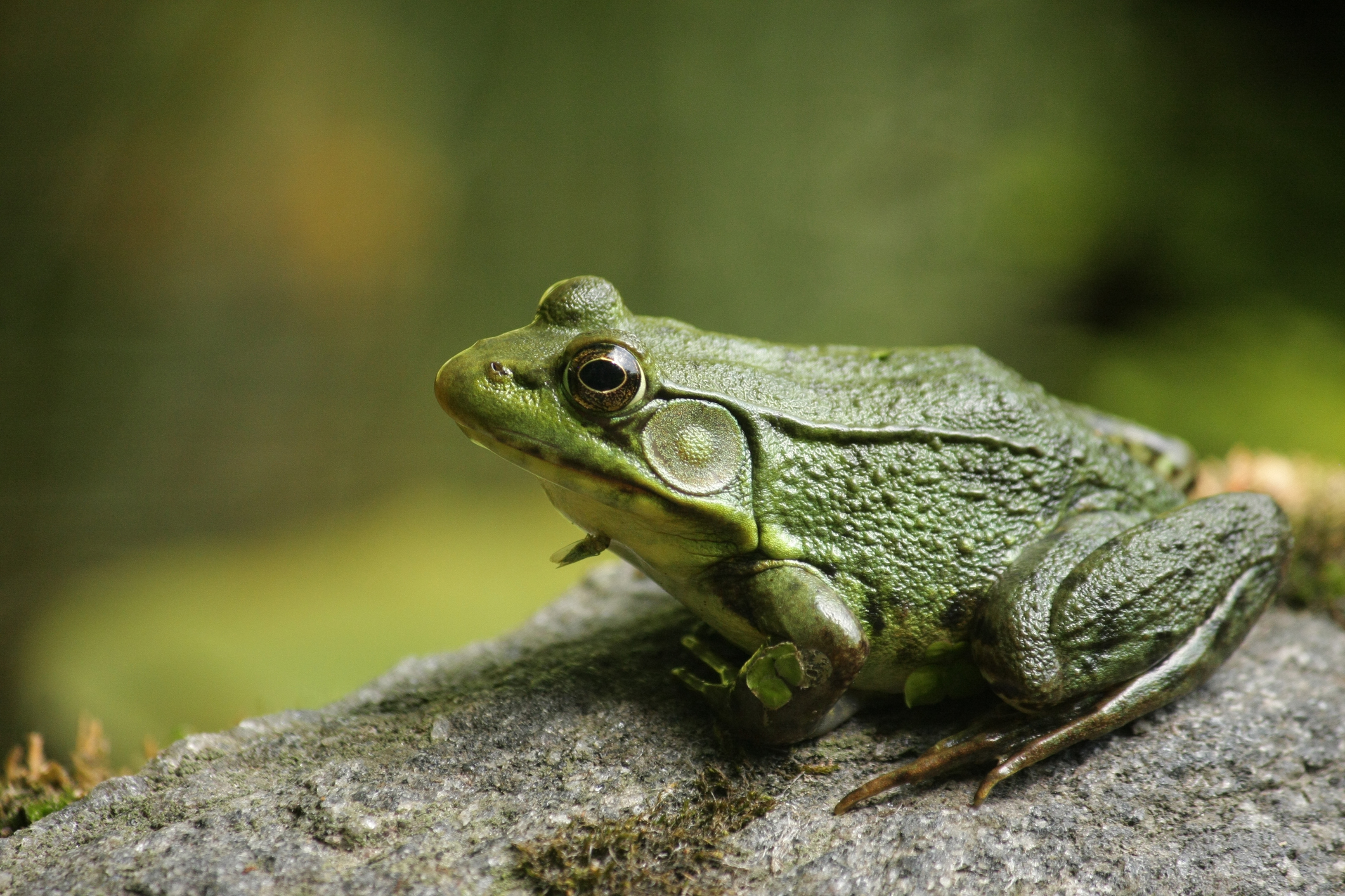 frogs