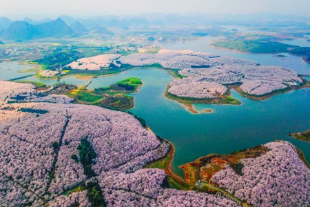 cherry blossoms