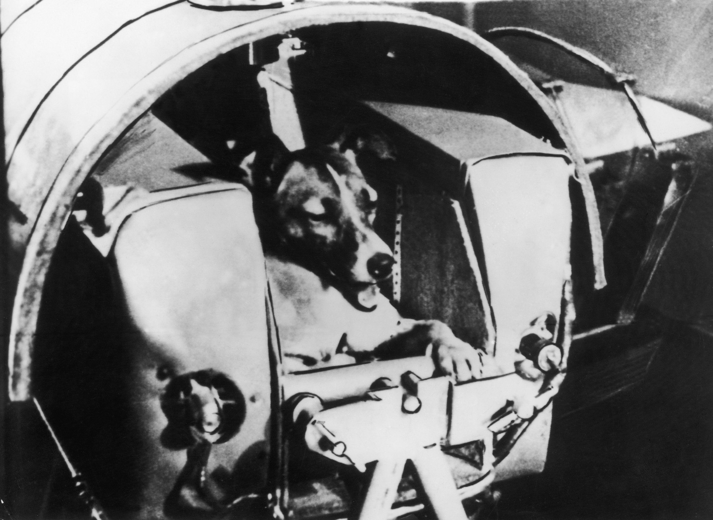 laika