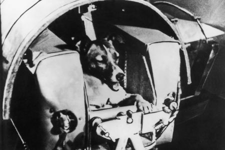 laika