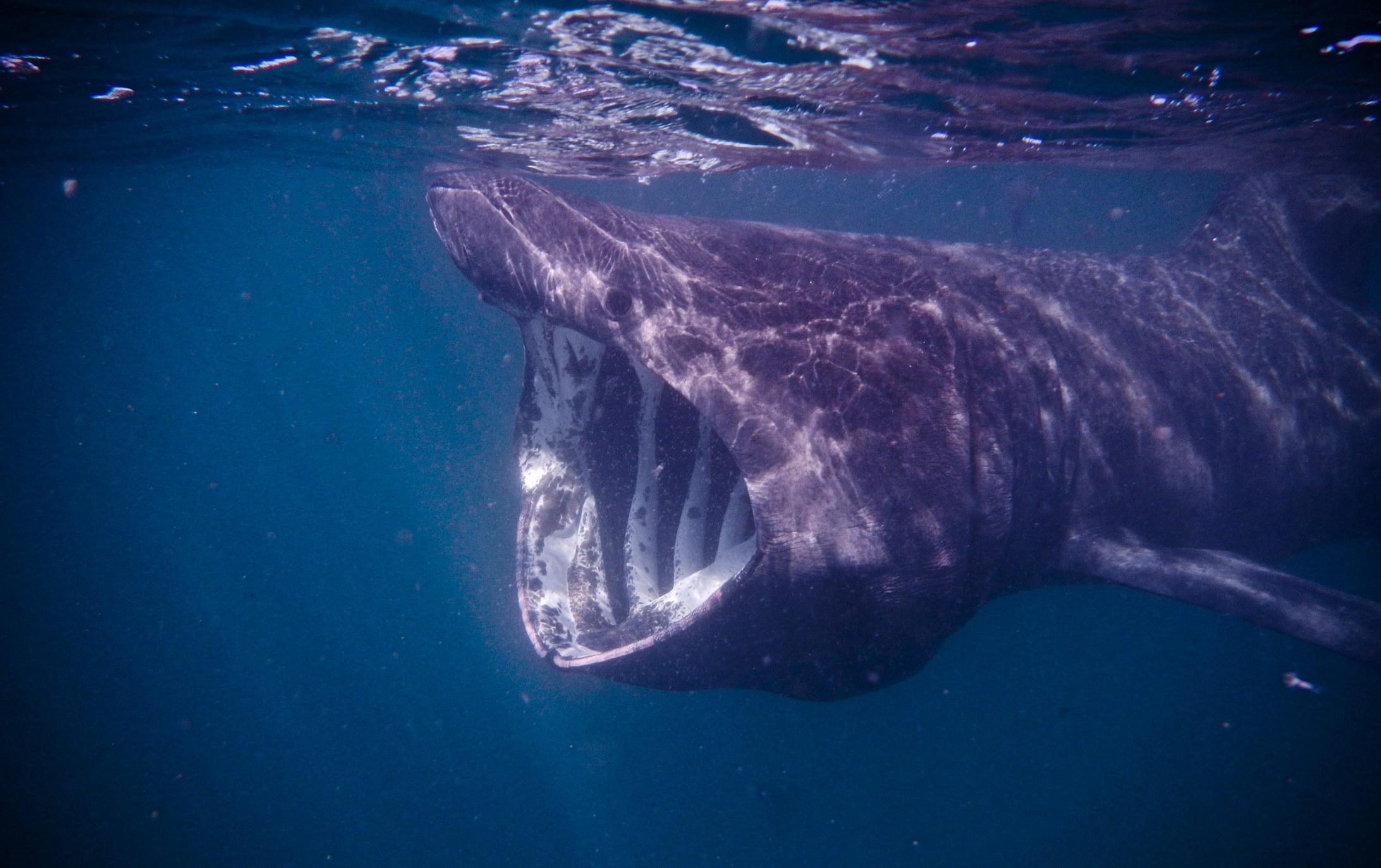 sharks