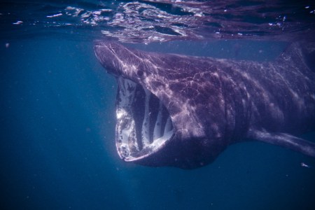 sharks